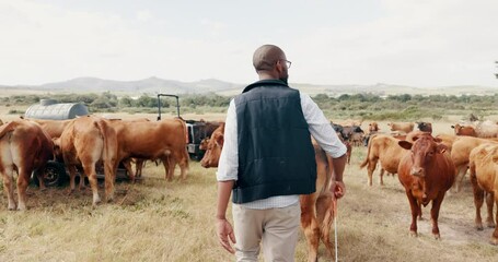 Wall Mural - Farming, cows and black man with field, walking with sustainability and agriculture in African countryside. Nature, animals and cattle farmer with small business in food or dairy production from back