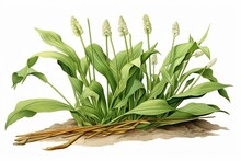 Illustration Of A Plantain Herbaceous Plant. Generative AI