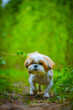 shih tzu dog walks in the forest in summer