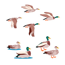 Wild Ducks Isolated Set In Flat Cartoon Design. Male And Female Of Mallard Ducks Flying, Swimming And Standing In Profile View. Wildlife Water Birds Family Outdoor. Vector Character Illustration