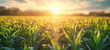 Golden sunlight envelops a flourishing cornfield, emphasizing the vitality of agricultural business and dedicated corn farm management, great for agribusiness media.