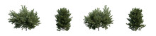 Evergreen Coniferous Shrubs Common Yew 3D Render Overcast Lighting On Isolated White Background