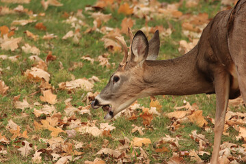 Deer Eating an Acorn