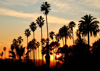 Palm trees and sunset