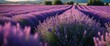  Blooming Lavender Fields, wide lavender fields in full bloom, representing harmony, growth