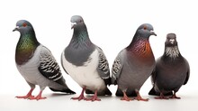 Three Pigeons Standing In A Row On A Ledge, With One Facing Left, One Facing Forward, And One Facing Right.