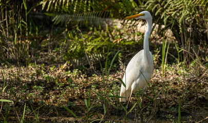 Wall Mural - Great Egret Looks Left to Copy Space