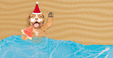 Poster - Happy Mastiff puppy wearing red santa hat with suntan lotion or sun block on it face holds watermelon at sunny beach. Empty space for text