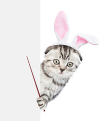 Aufkleber - Cute tabby kitten wearing easter rabbits ears looks from behind empty white banner and points on empty space. Isolated on white background