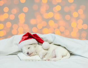 Poster - Tiny Lapdog puppy wearing red santa hat sleeps under white blanket at home on festive background