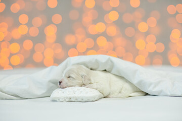 Poster - Tiny Lapdog puppy sleeping on the pillow under white blanket on a bed at home on festive blurred background