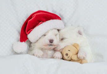 Wall Mural - Two tiny white Lapdog puppies wearing red santa hat sleep with toy bear under warm white blanket on a bed at home. Top down view