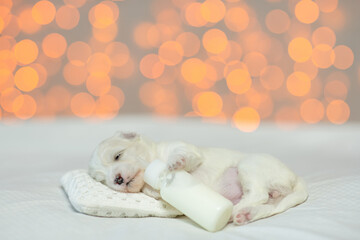 Poster - Tiny white Lapdog puppy sleeps on a bed at home and hugs bottle of milk. Festive blurred background