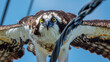Closeup of an Osprey a master fisherman tangled in power lines with its wings spread wide. Despite its natural ability to thrive in the wild this magnificent bird of pre