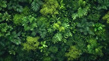 Aerial View Background Forest Of Trees