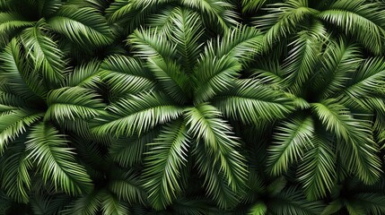  aerial view background palm trees