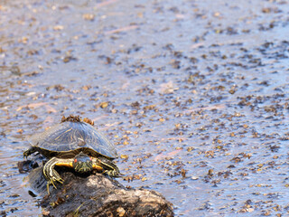 Wall Mural - Red-Eared Slider Turtle on a Log in a Freshwater Pond in Texas