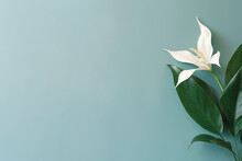 White Flower With Copy Space On A Green Background