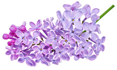 branch of lilac flowers on isolated background with clipping path. for design. in high resolution. s