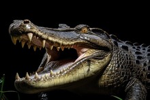 Crocodile Head Close Up
