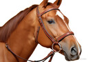 Fototapeta  - Brown horse with bridle on its head. Suitable for equestrian-related designs and projects
