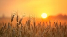 Peaceful Scene Of Wheat Field At Sunrise