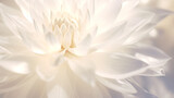 Fototapeta Kwiaty - 神々しい光を放つ白い花の背景