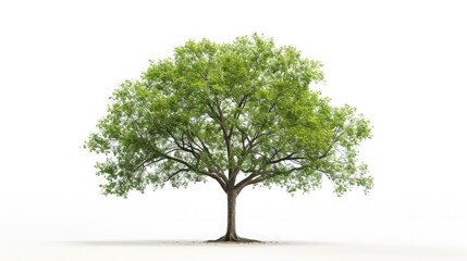 Wall Mural - big tree isolate on white background