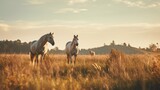 Fototapeta  - White horses in the meadow at sunset. Beautiful landscape with horses.
