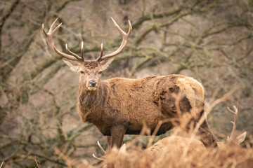 Poster - stag in the park