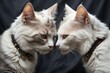 Two cats, white in gray.  gently in love