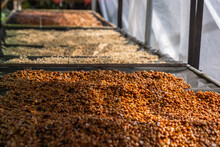 Honey Coffee Drying Process By Sunlight In Greenhouse.freshly Harvested Beans Undergo A Meticulous Journey—carefully Pulped And Then Dried With A Sweet, Sticky Residue