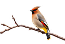 Waxwing On A Branch Isolated On Transparent Background
