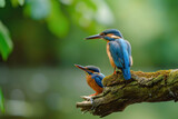 Fototapeta Sypialnia - A kingfisher with her cub, mother love and care in wildlife scene