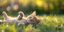 Kitten Is Rolling On The Grass, Generative AI