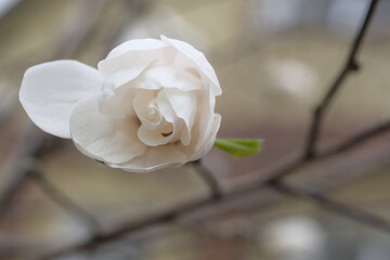 Wall Mural - White magnolia flower on a gray background.