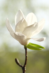 Wall Mural - One white magnolia flower is half bloomed.