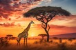 Giraffes roaming the african savannah at sunset, casting a golden glow over the vast landscape