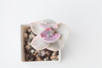 Echeveria Gibbiflora Decora Succulent flower houseplant top view