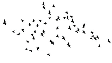 A flock of flying birds on white background