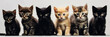 cute  line of blacks and golds kittens,A group of different kitten