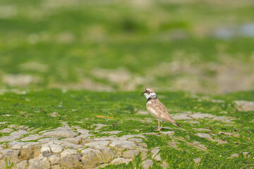 Wall Mural - A Little Ringed Plover standing on the beach