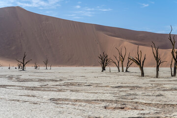 dry trees at Deadlvei pan, Naukluft desert,  Namibia