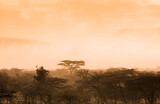 Fototapeta Sawanna - Afrykańska sawanna i mglistym świetle poranka