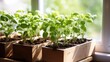 © VIK - Green indoors. Color of life. Seedlings are planted in boxes in a greenhouse. Seedlings on the windowsill against the background of the window. Sprouts in a wooden box.