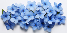 Beautiful Blue Plumbago Flowers On White Wooden Background ,,,,Blue Head Phlox Flower Isolated On White Background