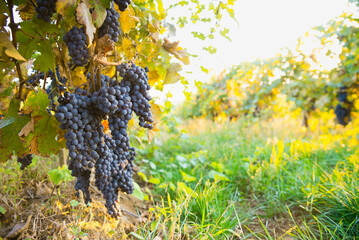 Wall Mural - The empty wooden table top with blur background of vineyard. Exuberant image. High quality photo