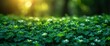 Clover Leaves Close Grass Natural Pattern, HD, Background Wallpaper, Desktop Wallpaper