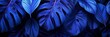 © Pic Hub - Blue Jungle Leaves On Background Next, Banner Image For Website, Background, Desktop Wallpaper