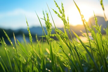 Wall Mural - a rice field that is still green in a rice field that is not yet ready to be harvested, the best quality, with sunlight shining